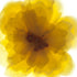 Yellow Rose Flower Art Print